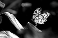 Black and White butterfly
