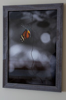13x19 butterfly hanging