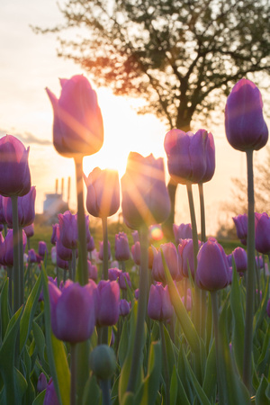 Sunset & Tulips