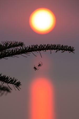 Spiders enjoying sunset