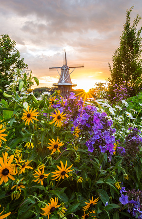 Windmill Flowers and Sunset