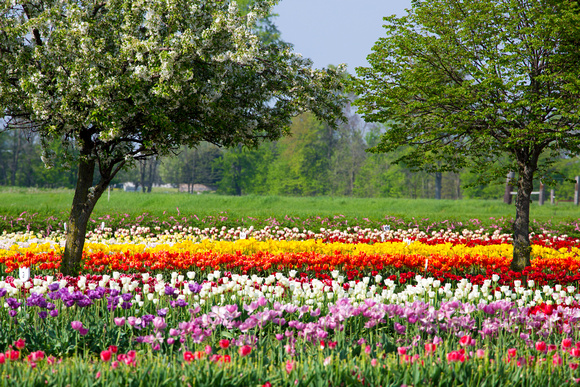 Veldheer tulip gardens Holland, MI