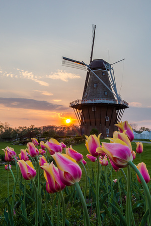 Tulip and Windmill sunset