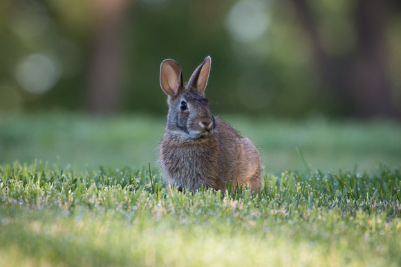 Wild rabbit on grass