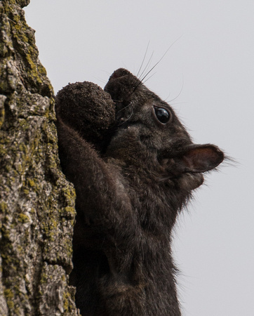 Black squirrel with a black nut